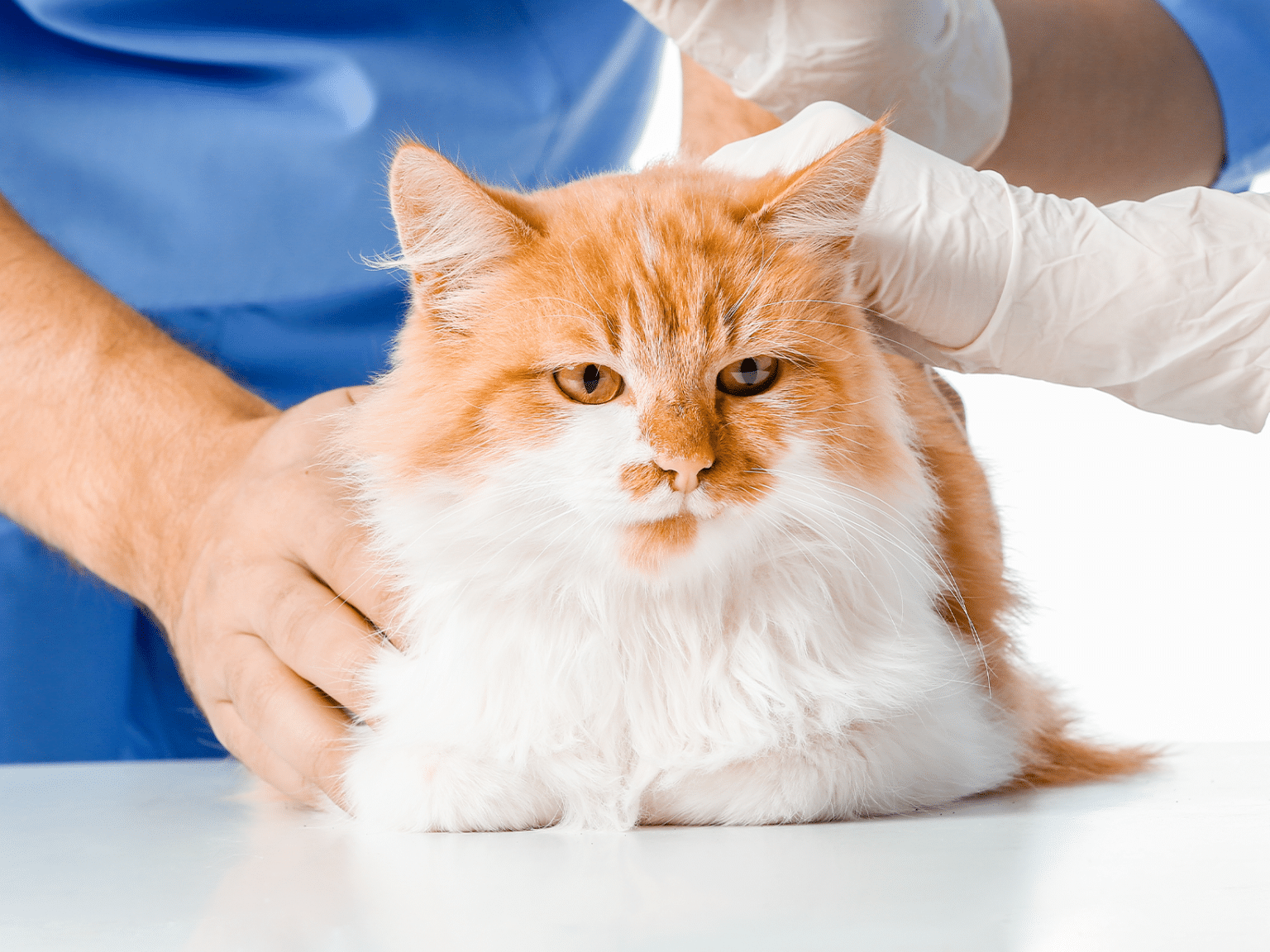 Mijn kat niest wanneer naar de dierenarts? Ontdek hier!