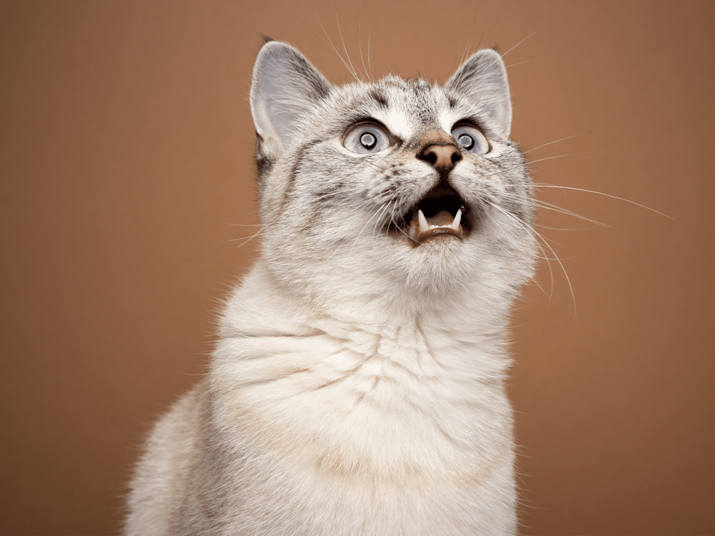 Waarom stinkt mijn kat uit zijn bek naar eten? Ontdek hier!