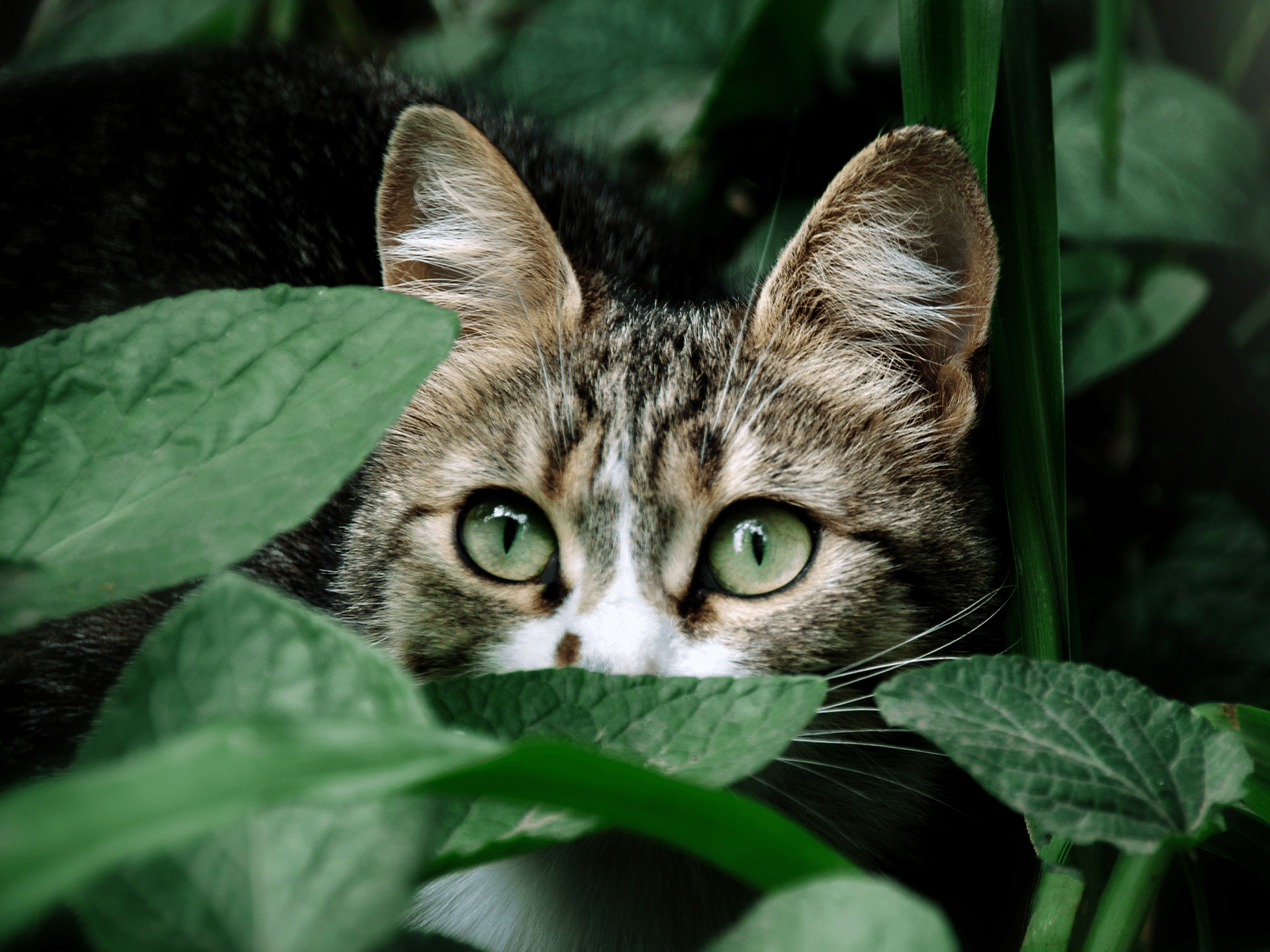 Waarom is mijn kat weggelopen?