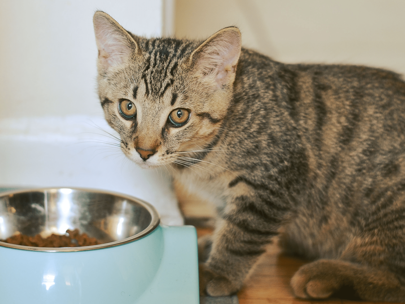 Waarom wilt een kat niet eten na verhuizing?