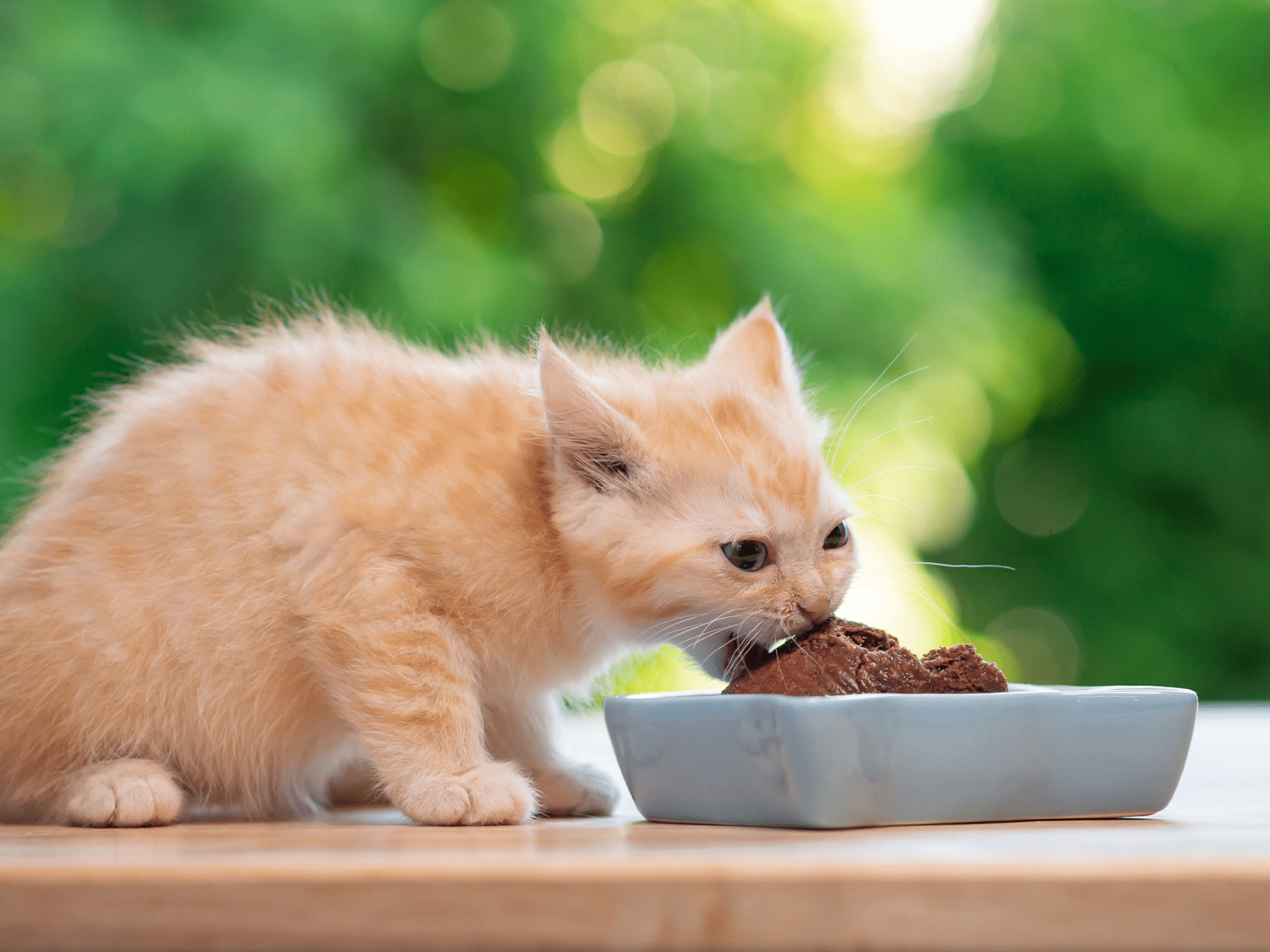 Wat kan een kat zonder tanden eten?