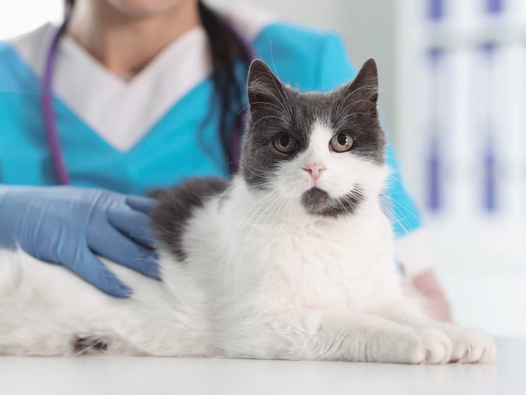 Kosten entropion operatie kat, tips voor en budget