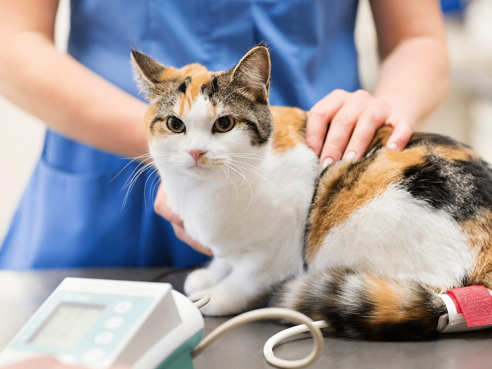 Kosten hernia diafragmatica bij een kat