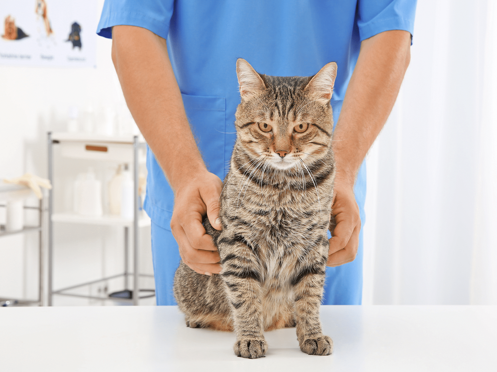 Kosten heupkopresectie bij een kat
