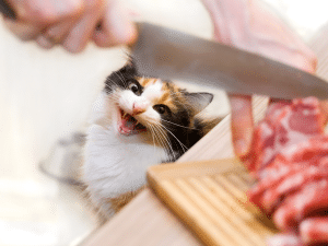 Mag een kat rauw eten?
