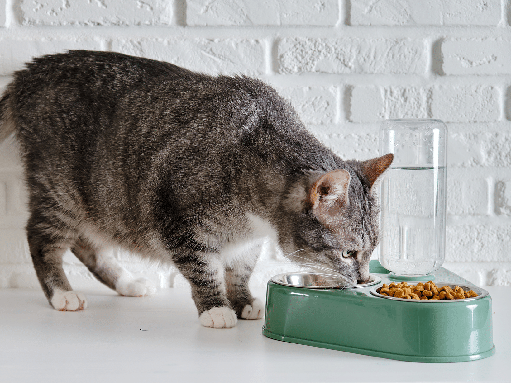 Mijn oude kat wilt steeds eten