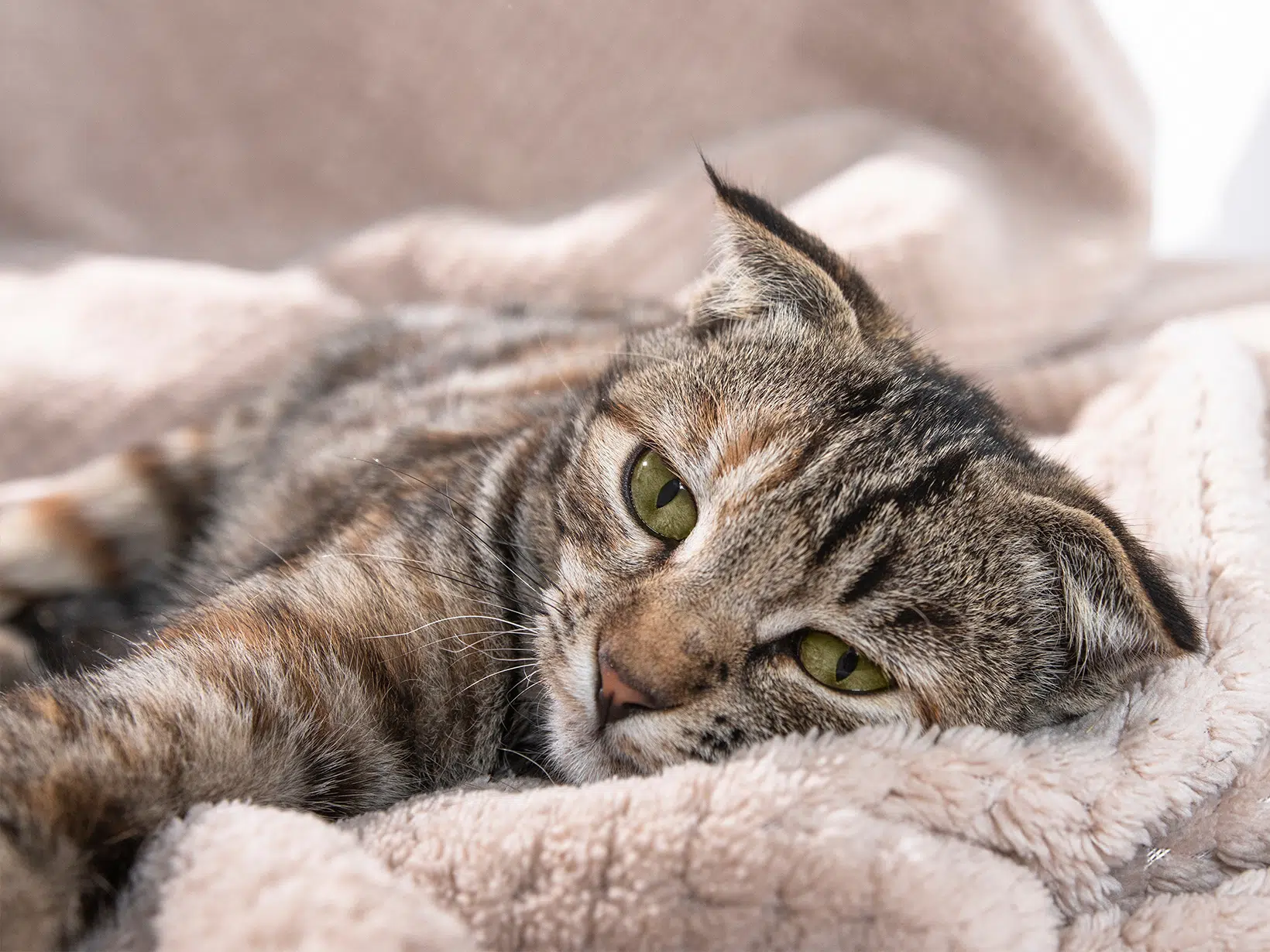 Symptomen alvleesklierontsteking bij een kat