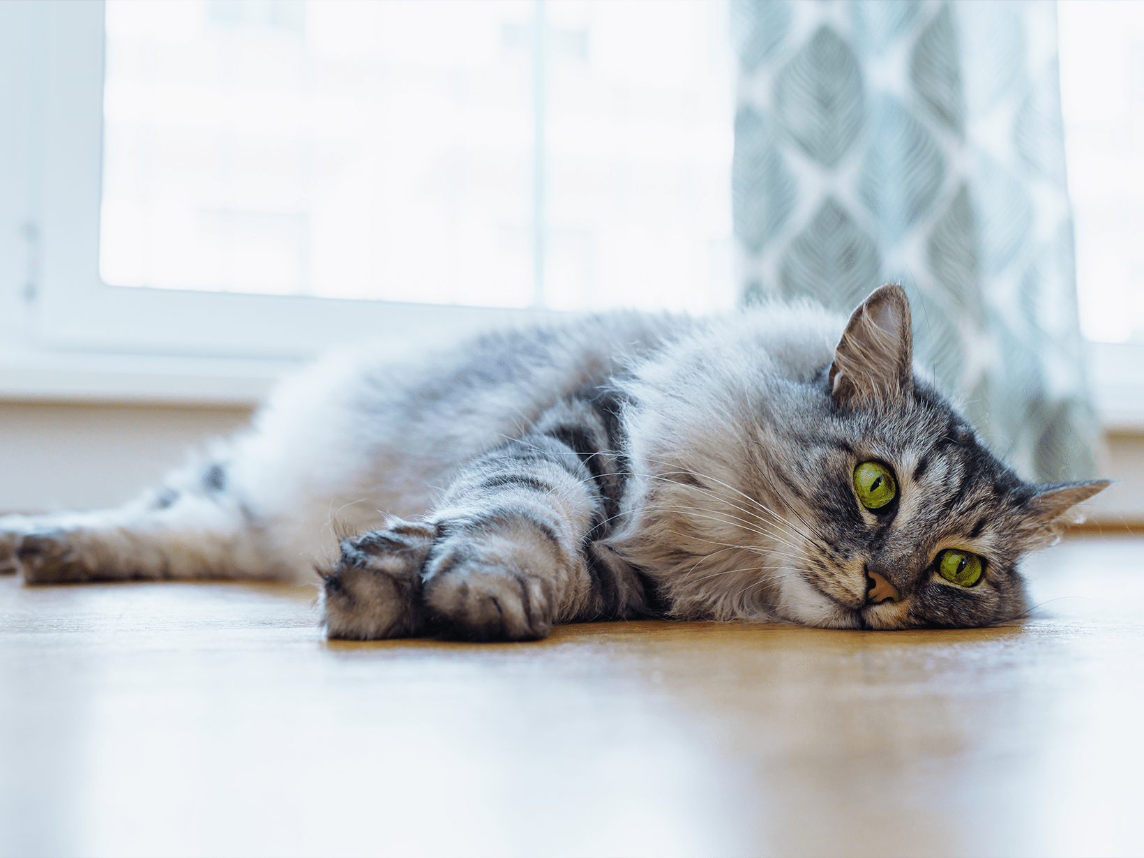 Symptomen calcium tekort bij een kat