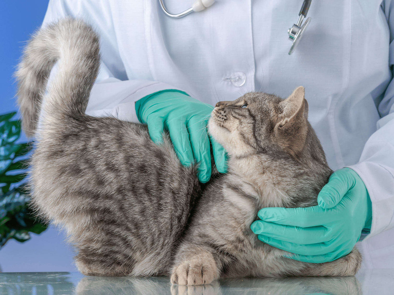 Symptomen kat met darmproblemen