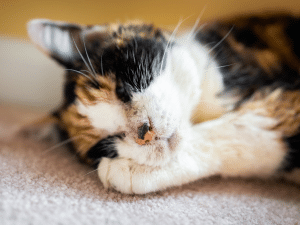 Symptomen van Cushing bij een kat