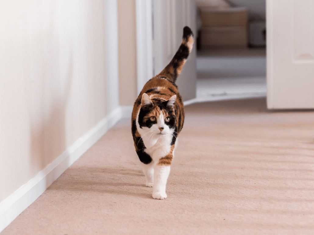 Staart Waarom beweegt een kat zijn staart? Ontdek hier!