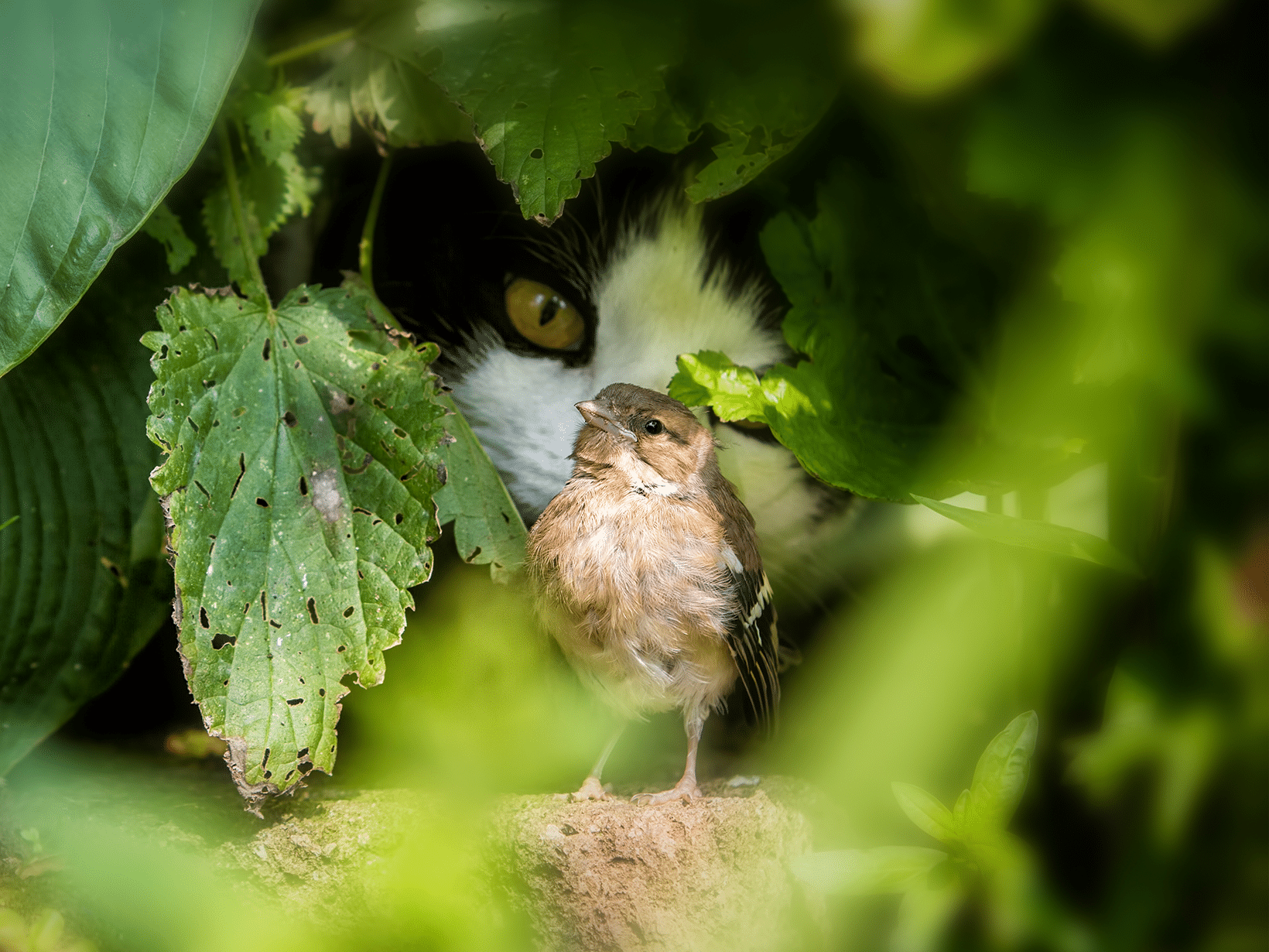 Waarom brengt een kat een vogel mee naar huis?