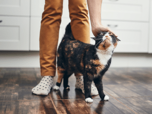 Waarom doet een kat zijn kont omhoog als je hem aait
