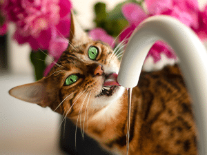 Waarom drinkt een kat veel water?