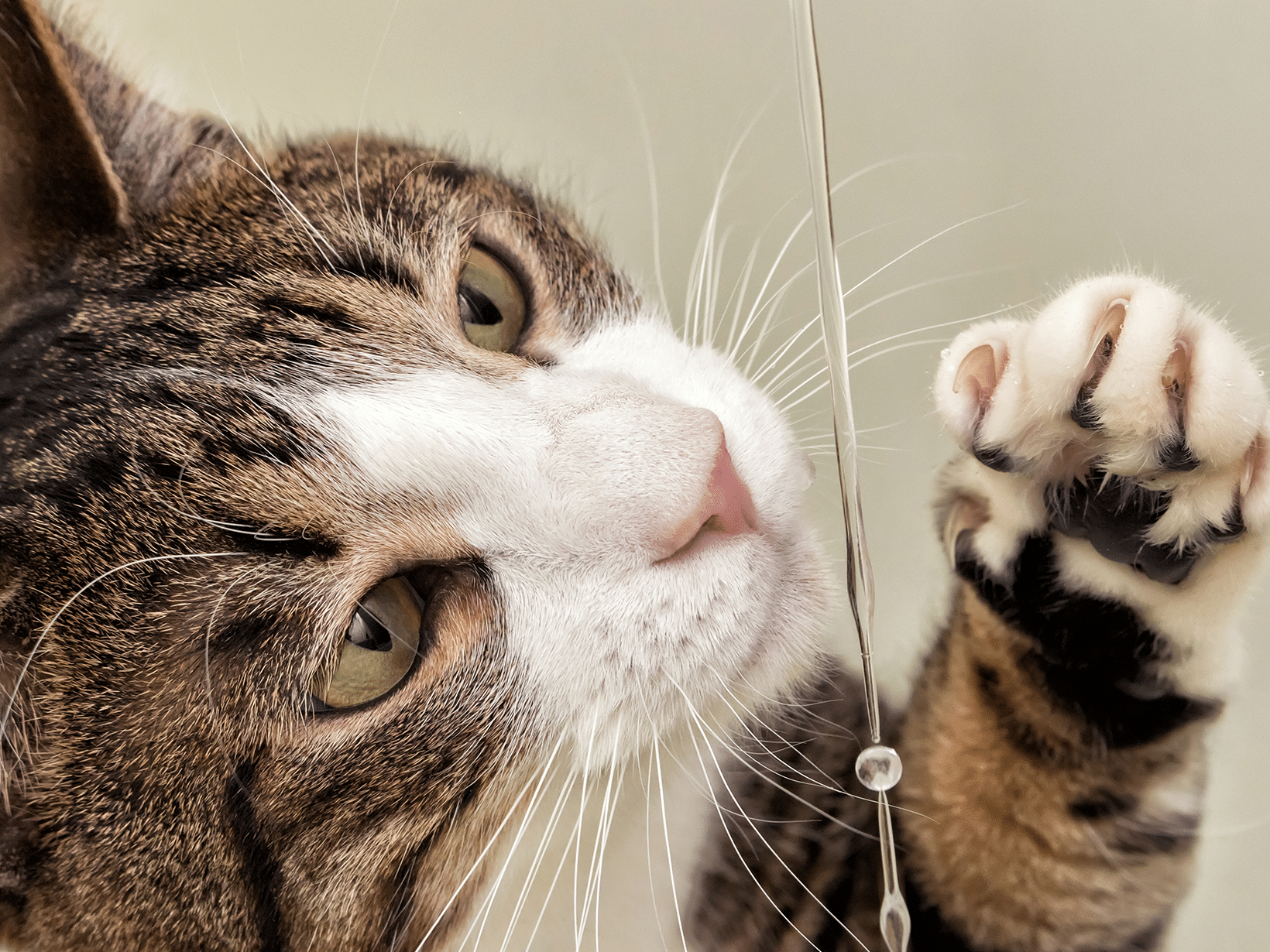 Waarom drinkt een kat met haar poot?