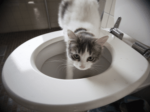 Waarom drinkt een kat uit de wc?