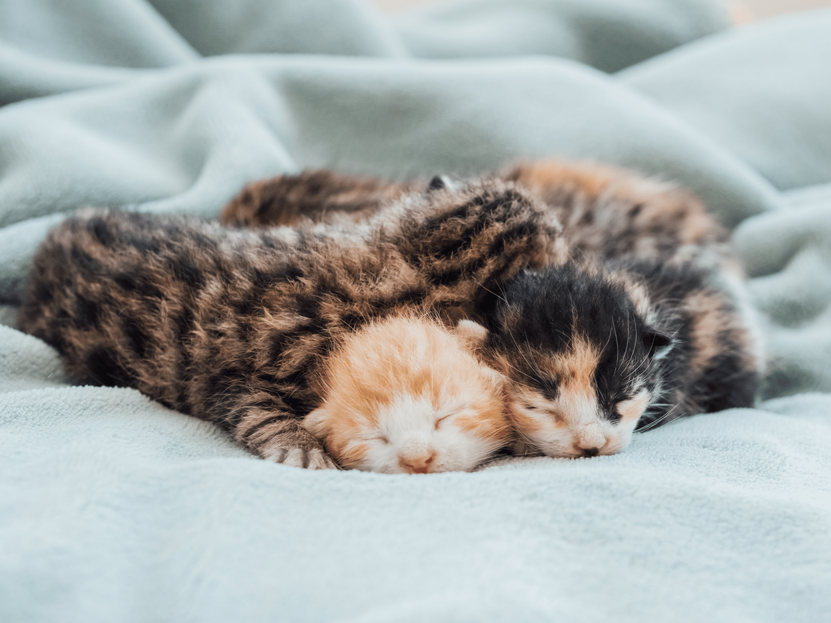 Waarom eet een kat haar kittens?