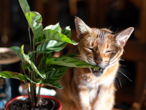 Waarom eet een kat planten?
