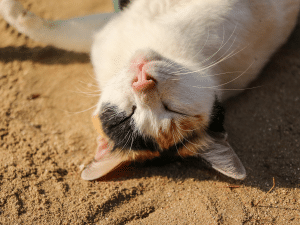 Waarom eet een kat zand?