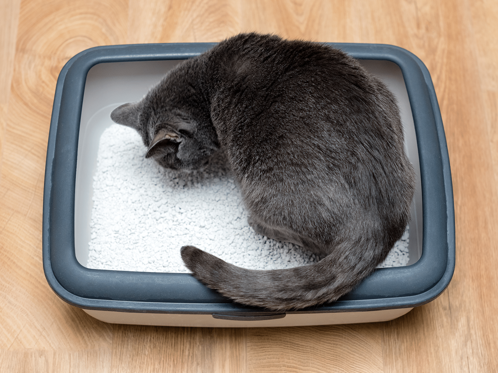 Waarom gaat een kat in de kattenbak liggen?