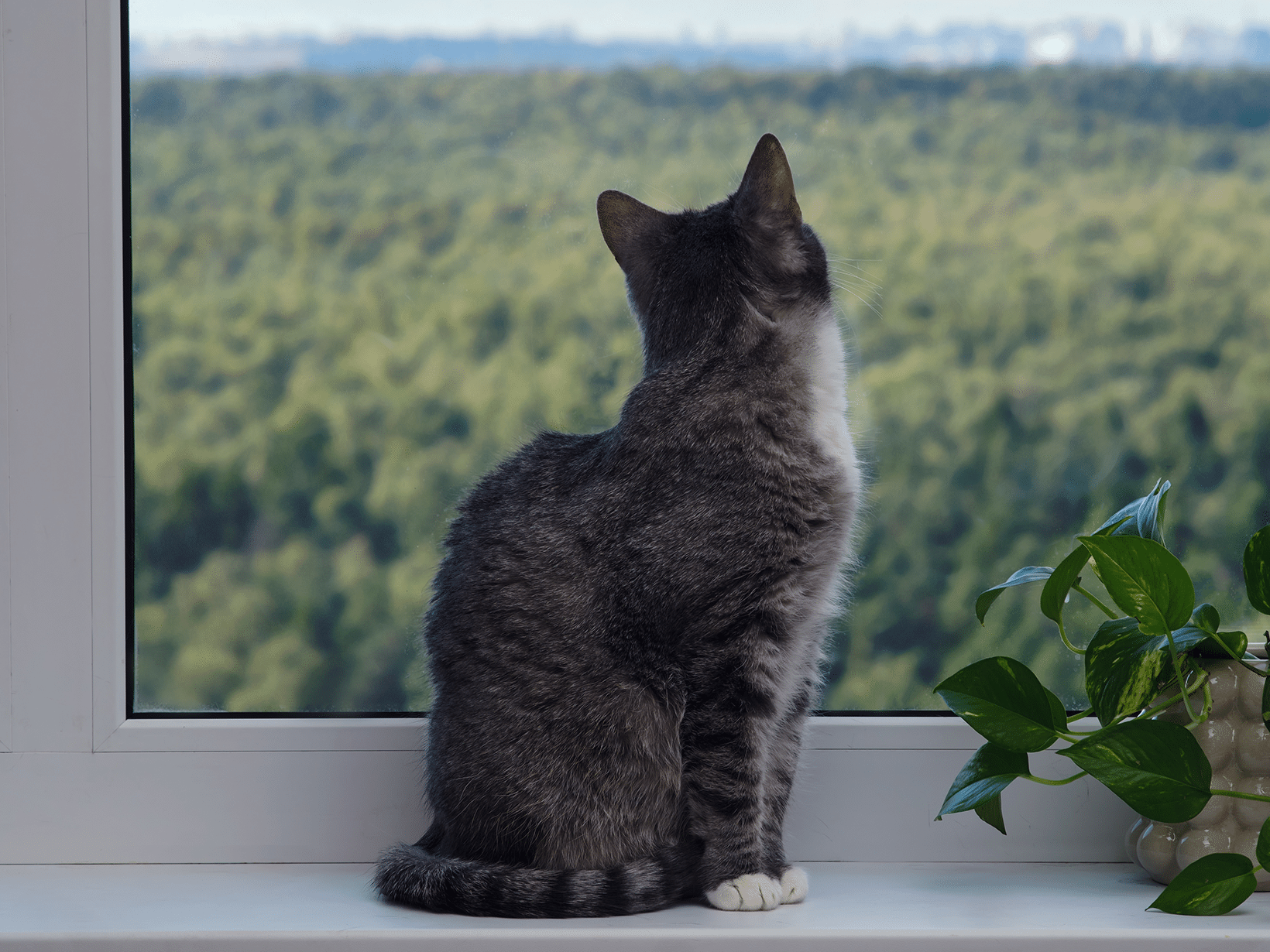 Waarom gaat een kat met haar rug naar je toe zitten?