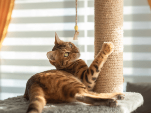 Waarom heeft een kat een krabpaal nodig?