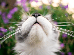Waarom heeft een kat snorharen?