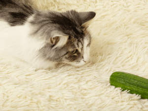 Waarom is een kat bang voor een komkommer?