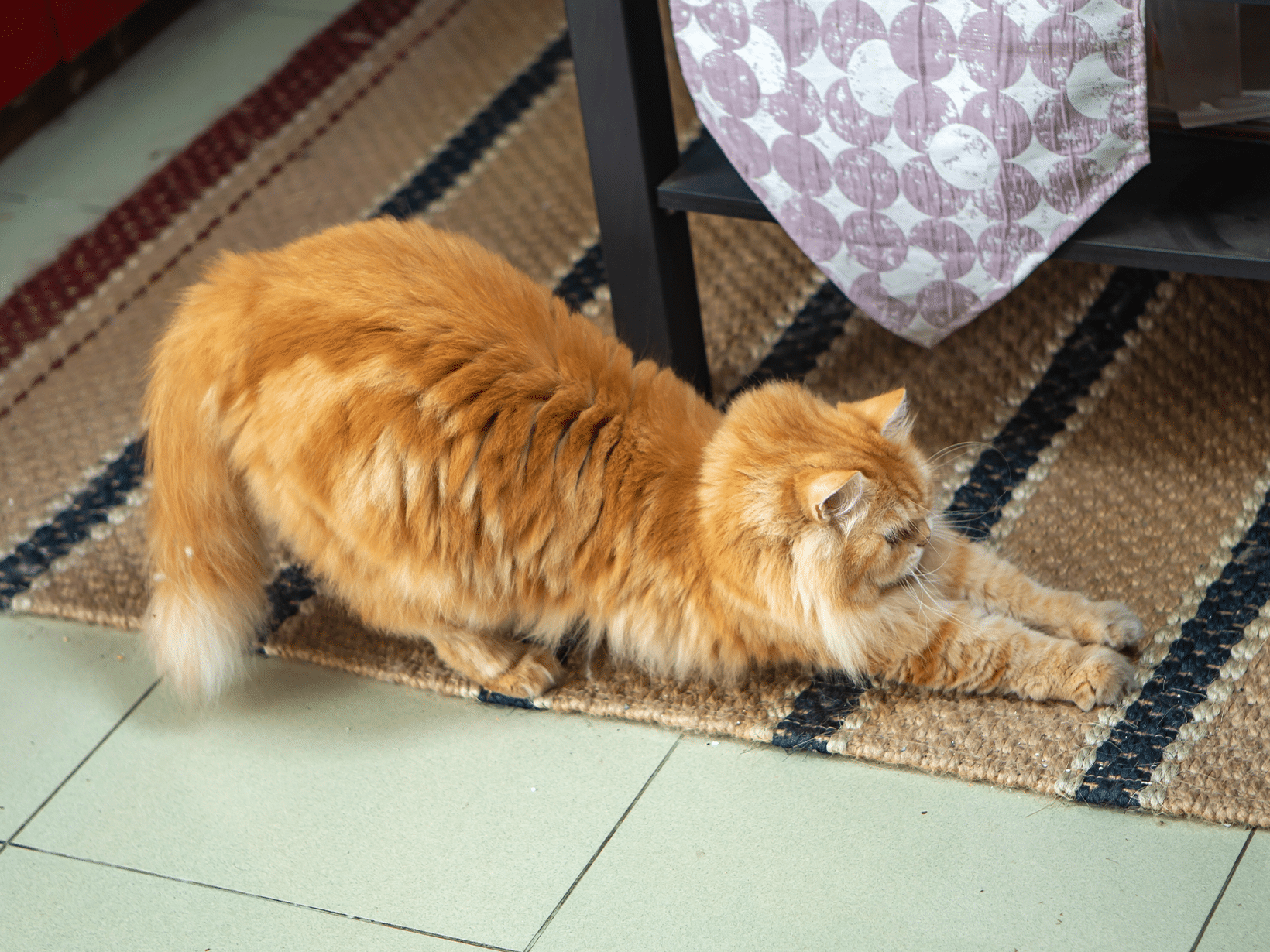 Waarom laat mijn kat haar eten staan?