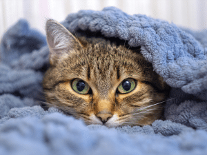Waarom kruipt een kat onder de dekens?