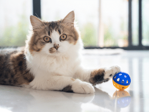 Waarom legt een kat haar speeltje in de voerbak?