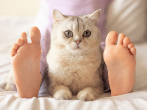 Waarom ligt een kat bij je voeten?