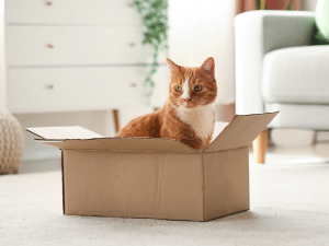 Waarom ligt een kat graag in een doos?