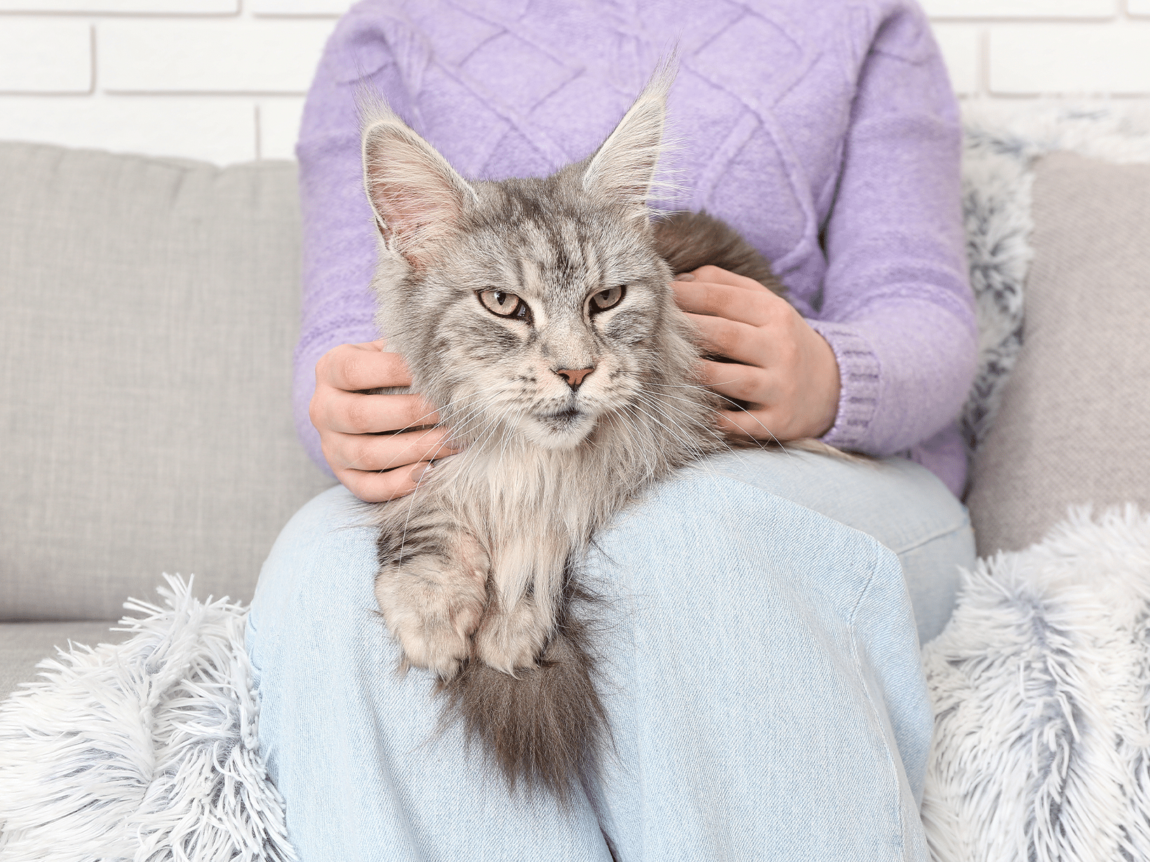 Waarom ligt een kat graag op schoot?