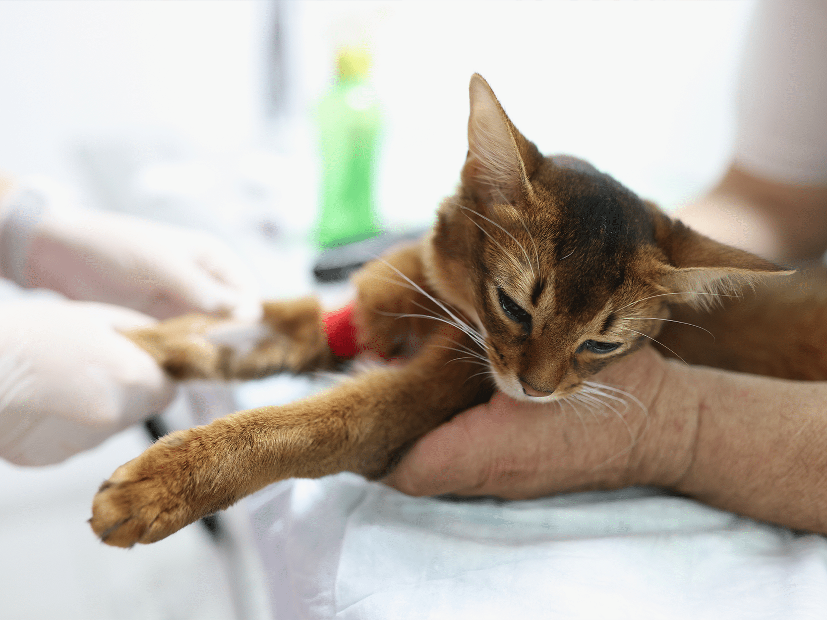 Wat zijn de kosten van bloedprikken bij een kat
