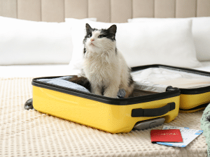 Wat zijn de kosten van een Europees paspoort voor een kat?