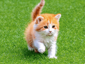 Hoelang is een kat een kitten?