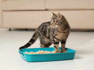 Hoelang kan een kat zonder plassen?