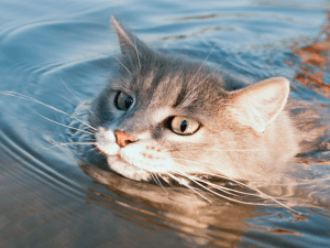 Hoelang kan een kat zwemmen?