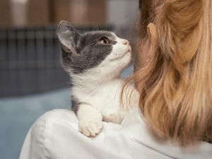 Wat zijn de kosten om een kat te adopteren?