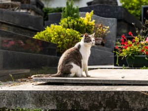 Wat zijn de kosten voor het begraven van een kat?