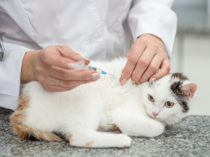 Waarom je kat laten inenten?
