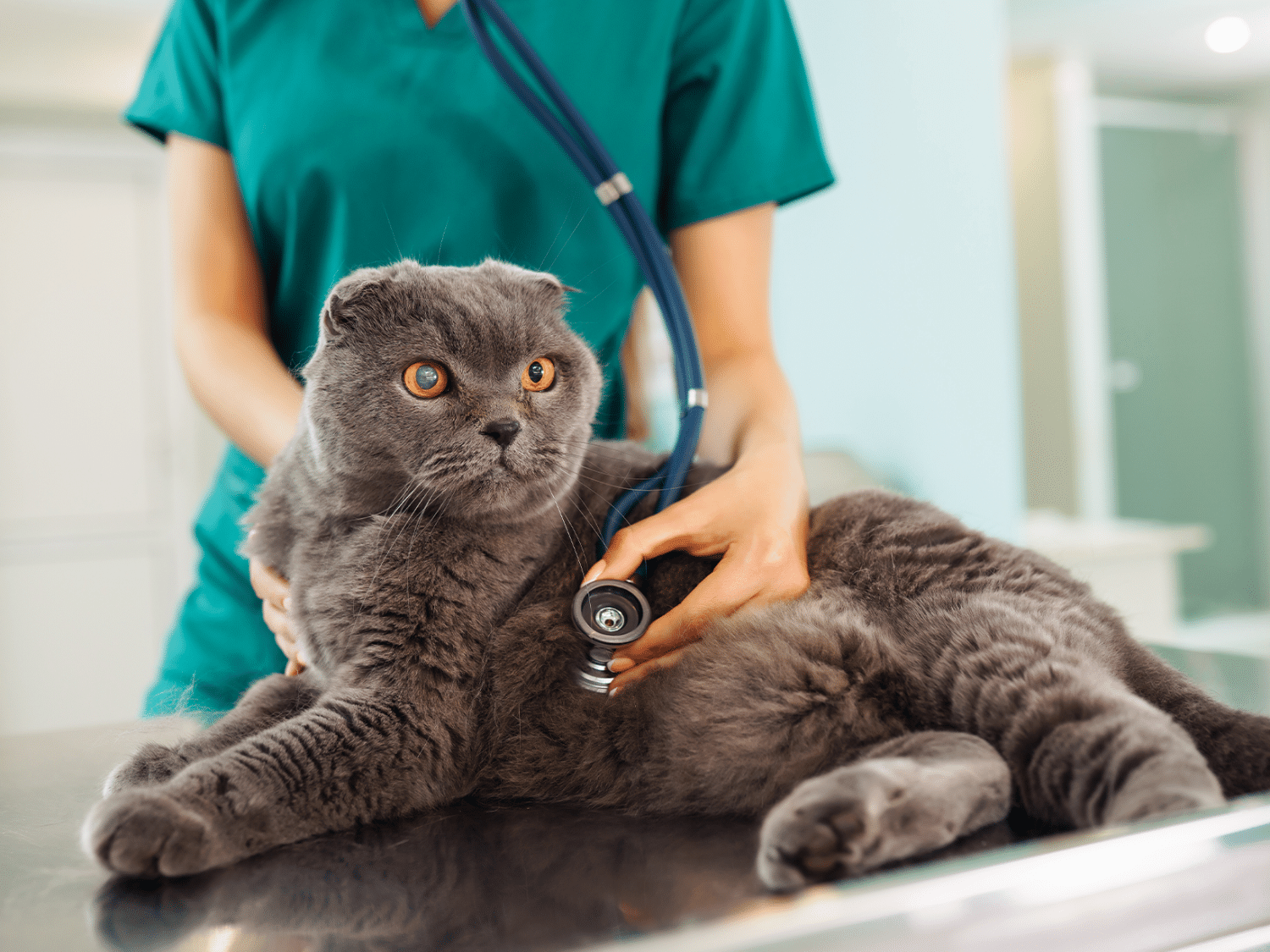 Wat zijn de symptomen van een kat die longworm heeft?