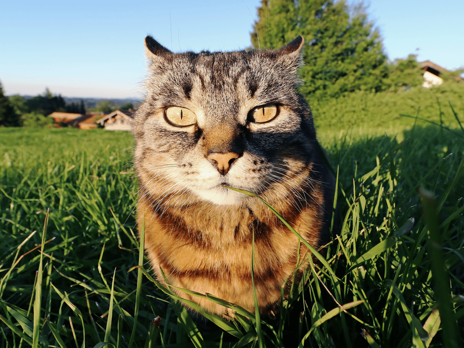 Symptomen van een kat met downsyndroom