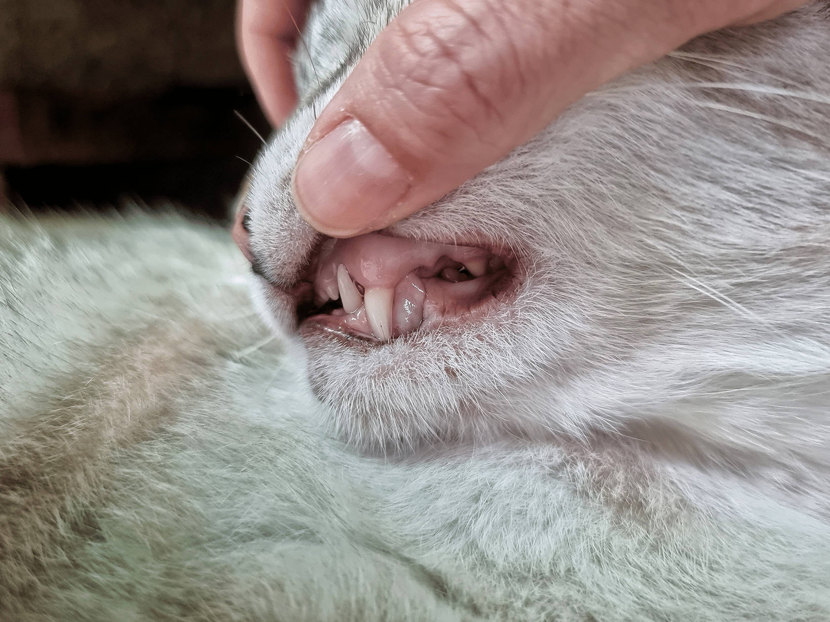 Symptomen van ontstoken tandvlees bij een kat