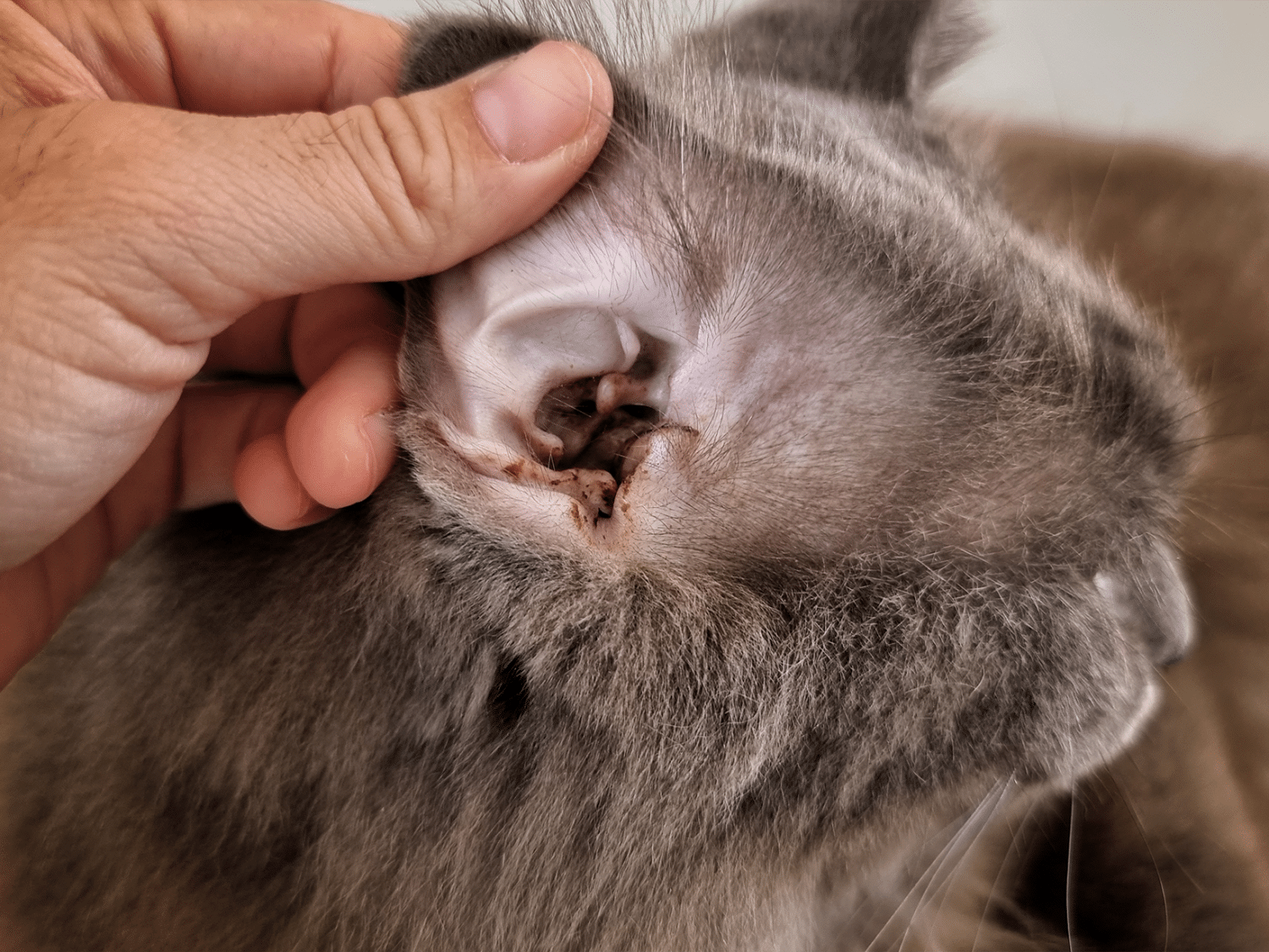 Symptomen van oormijt bij een kat, bekijk het hier