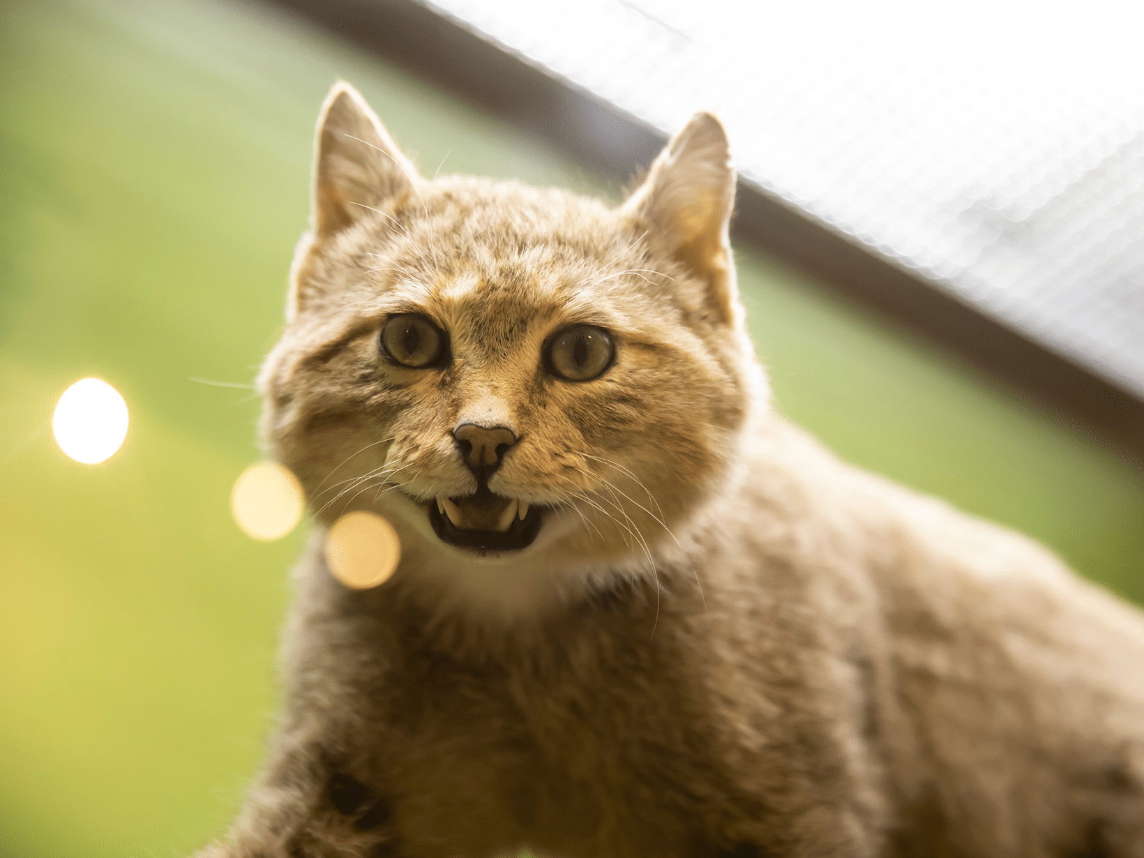 Wat zijn de kosten om een kat op te laten zetten?