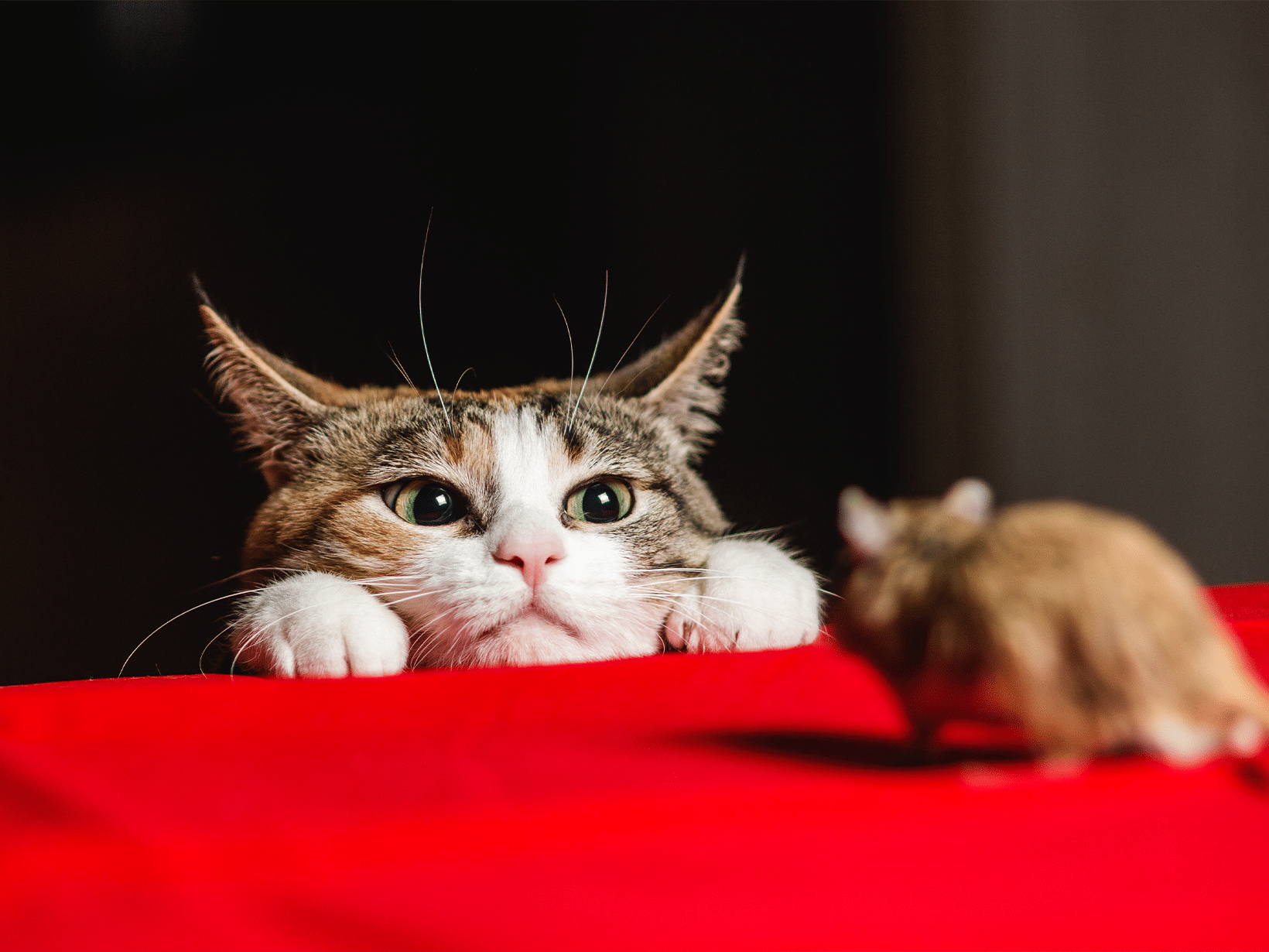 Kat moet overgeven na het eten van een muis