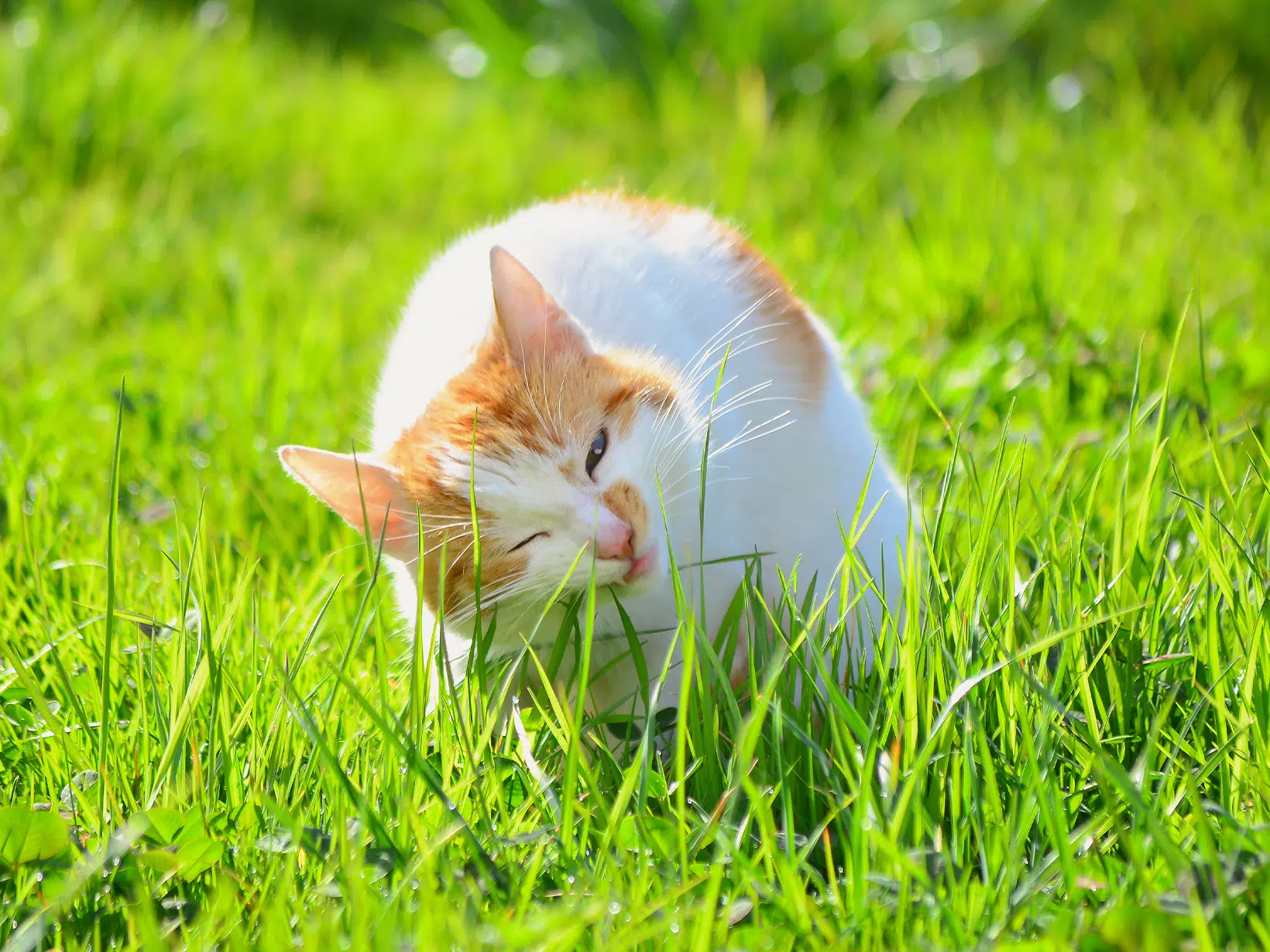 Kat spuugt bloed na het eten van gras