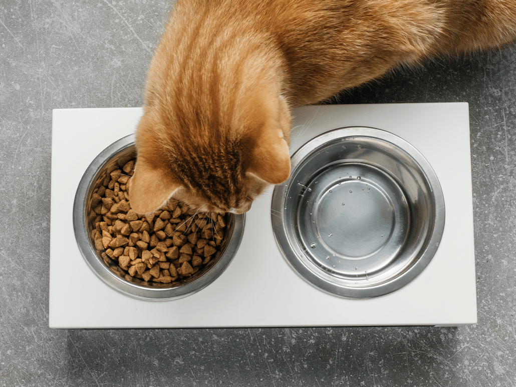 Waarom stopt een kat met eten en drinken?